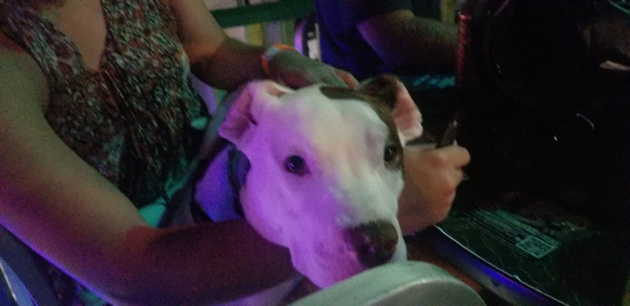Poo Dog 2.jpeg